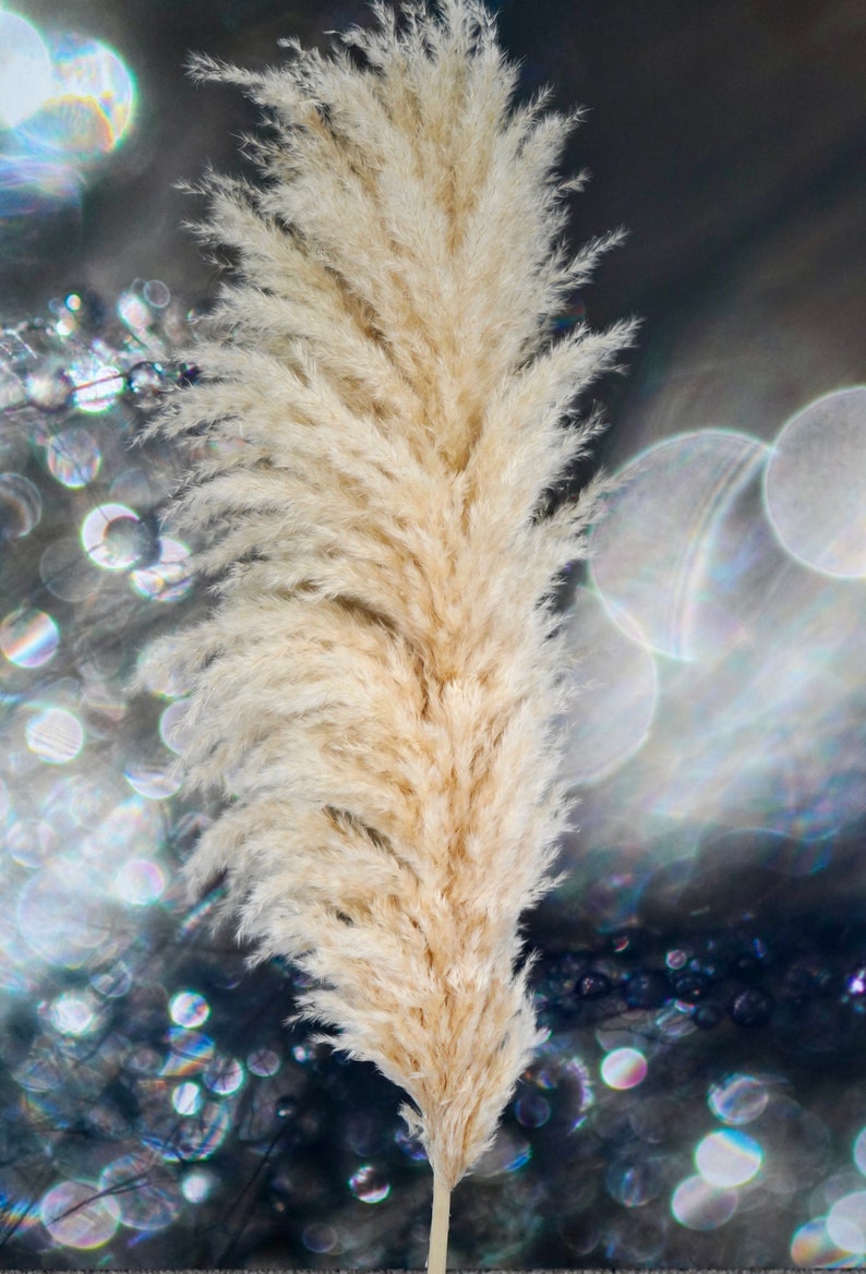 May include: A single, large, fluffy, cream-colored pampas grass plume against a blurred background of iridescent circles.