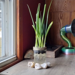 Scallion Kratky for Wide Mouth Mason Jars Glass Farm Hydroponic Grow Fast Fresh Scallions/Green Onion Great for Indoors