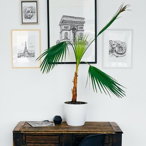 May include: A black and white illustration of the Eiffel Tower in a framed picture on a white wall. A potted palm plant sits on a dark wooden desk with a black chair. There are two other framed black and white illustrations on the wall.