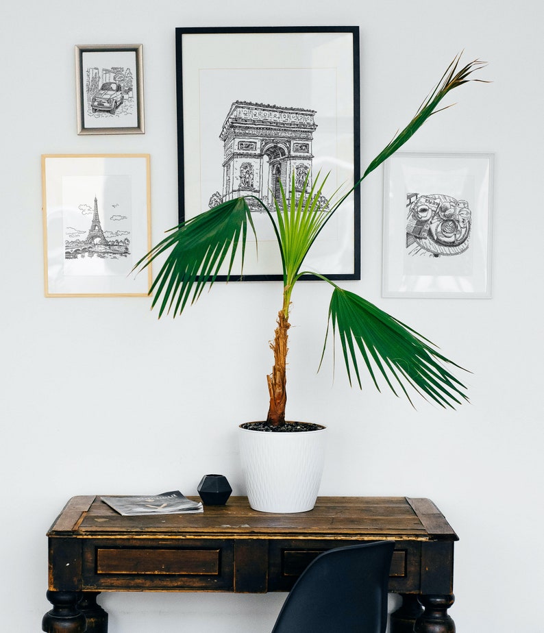 May include: A black and white illustration of the Eiffel Tower in a framed picture on a white wall. A potted palm plant sits on a dark wooden desk with a black chair. There are two other framed black and white illustrations on the wall.