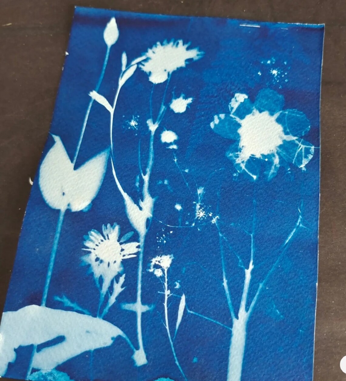 Sun Printing Kit Solar Printing Kit Sun Print Paper Craft Etsy