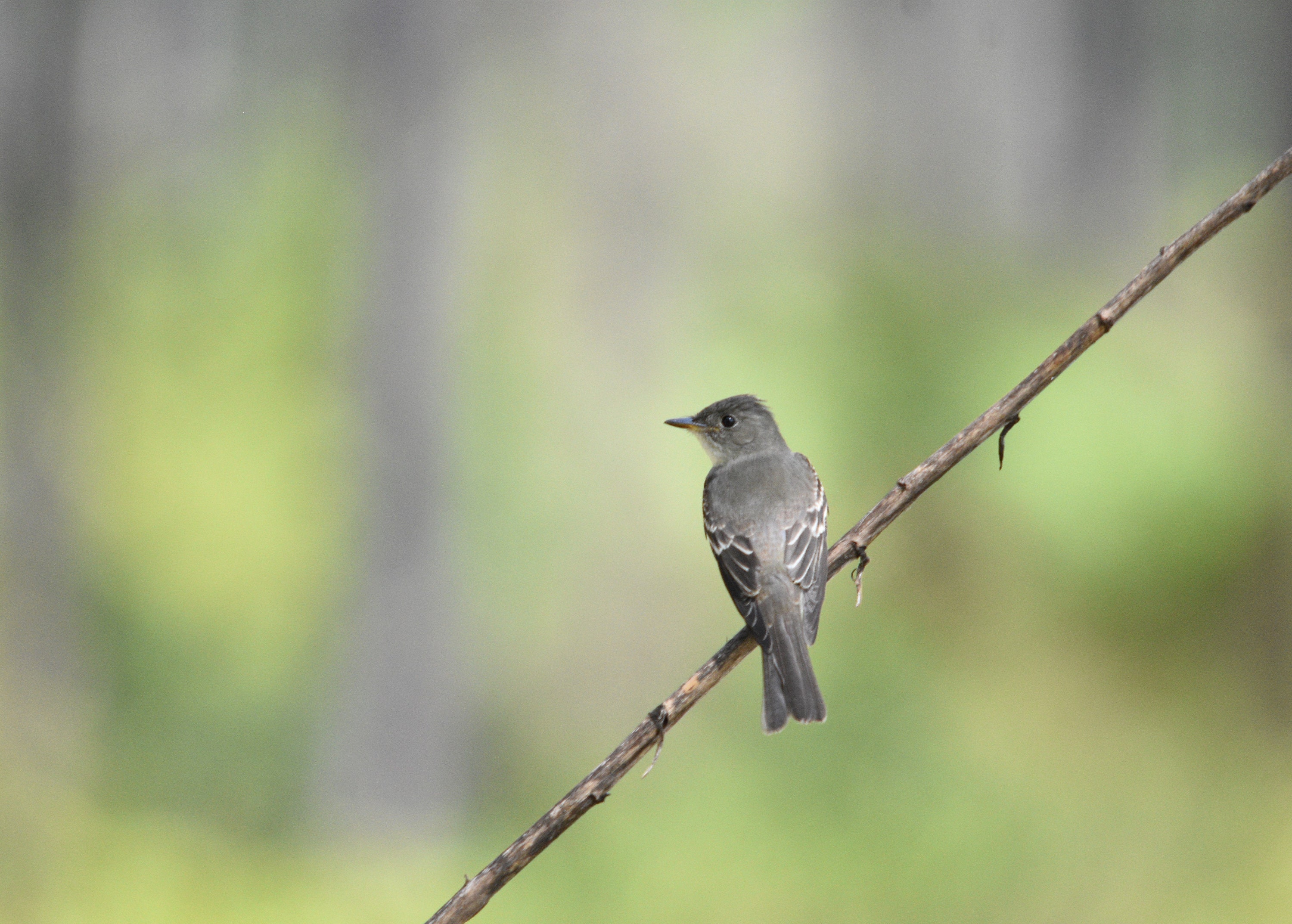 Eastern Wood Pewee in Forest - Etsy