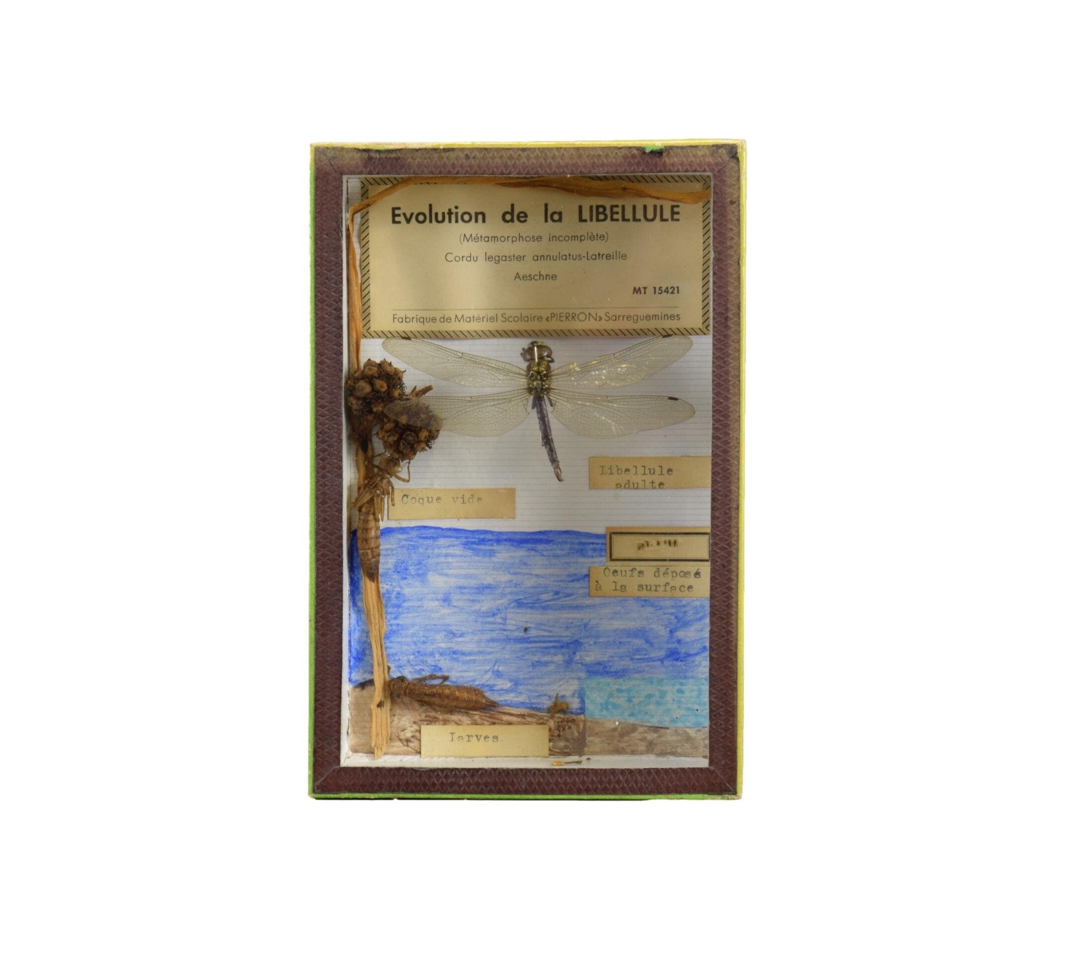 Antique Framed Insects Vitrine de Curiosités Taxidermie Entomologie Shadow Box Old School Work