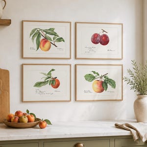 Könnte beinhalten: Vier gerahmte botanische Drucke von Pfirsichen und Pflaumen schmücken eine weiße Küchenwand. Die Drucke zeigen detaillierte Illustrationen der Früchte mit grünen Blättern und handschriftlichem Text. Eine Holzschale mit frischem Obst steht auf der Theke.