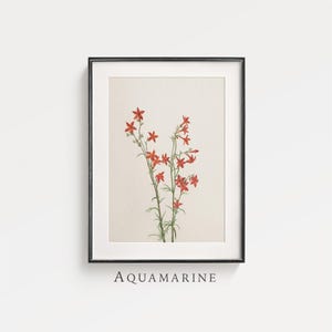 Póster botánico vintage, estudio floral en acuarela, impresión digital de estilo rural y rural, impresión de herbario, descarga digital - BT058