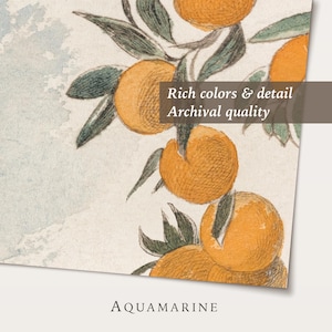 May include: Vintage-style watercolour illustration of oranges on a branch with green leaves. The image includes the text "Rich colors & detail Archival quality" and the word "AQUAMARINE".