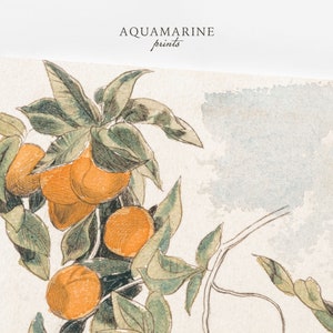 PRINT & SHIP, Orange Tree Vintage Art, Set of 2 Prints, Orange Tree Print, Mediterranean Wall Art, Vintage Kitchen Printed Wall Art, Mailed Art Print, Minimalist Wall Art, Printed Shipped, Summer Cottage Print, Beach House Wall Art, French Cottage