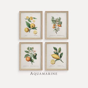 Kitchen Wall Art, Citrus Set of 4 Prints, Vintage Botanical Prints, Vintage Fruit Wall Art, Kitchen & Restaurant, DIGITAL DOWNLOAD - KI164