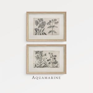 Vintage Herbarium Set of 2 Prints, Botanical Prints, Vintage Kitchen Wall Art,  Cottage & Farmhouse Wall Art, DIGITAL DOWNLOAD, BT031