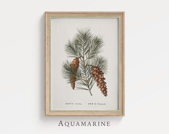 Könnte beinhalten: Ein gerahmter botanischer Druck mit einer detaillierten Illustration von Kiefernadeln und Tannenzapfen. Das Kunstwerk ist im Vintage-Stil gehalten, mit dem Text "PINUS Strobus PIN de Weymouth" und dem Wort "AQUAMARINE" unten.