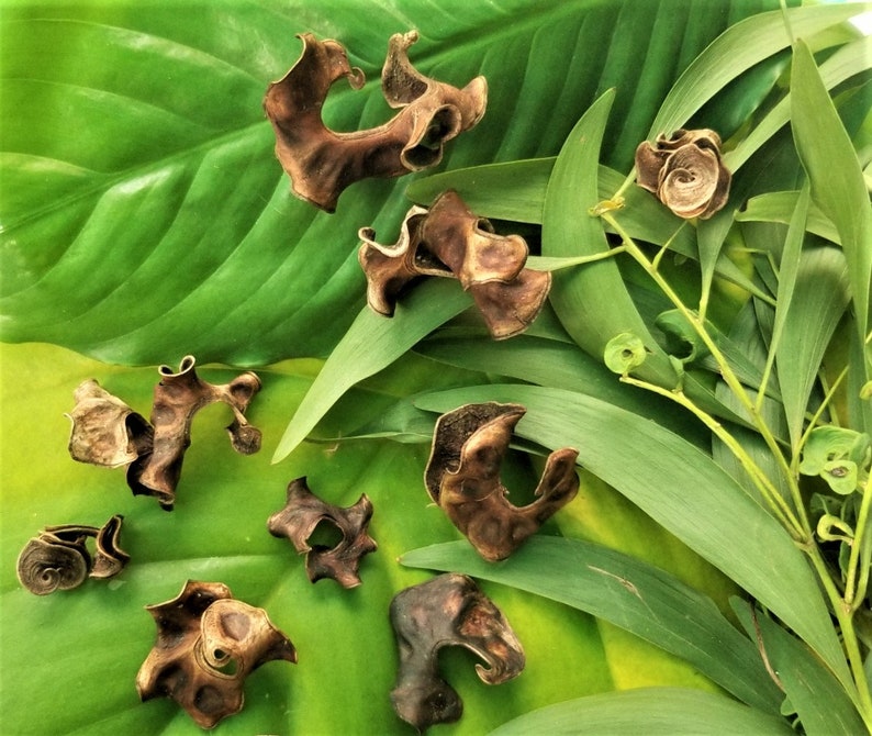Pu&ograve; includere: Una collezione di botanici secchi, marroni, a forma di foglia, disposti su uno sfondo di foglie verdi. I botanici sono di varie forme e dimensioni, alcuni assomigliano a fiori.