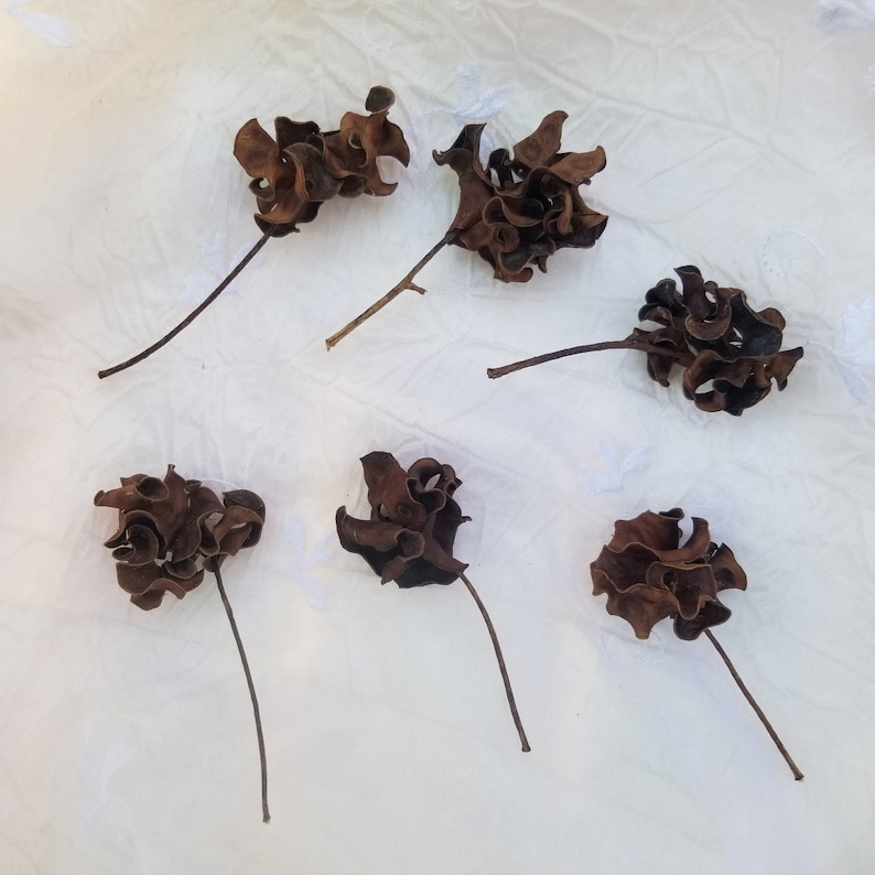 Pu&ograve; includere: Sei mazzi di fiori secchi marroni disposti su una superficie bianca. I mazzi di fiori sono composti da molti piccoli petali arricciati.