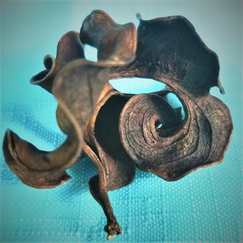 Pu&ograve; includere: Una foglia secca, marrone e arricciata, con una forma a spirale. La foglia &egrave; su uno sfondo blu.
