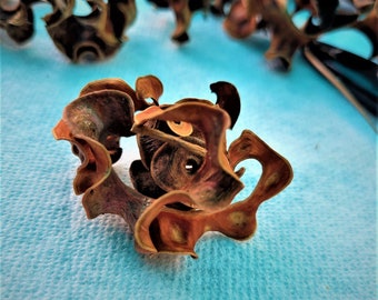 Könnte beinhalten: Ein Cluster getrockneter, brauner und rötlich-brauner Samenkapseln, die einer Blume ähneln, auf blauem Hintergrund.