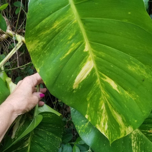 Grow your own JUNGLE/Variegated HUGE leaves/GIANT Hawaiian Pothos cuttings/Live/Fully Rooted/Fenestred/Epipremnum aureum