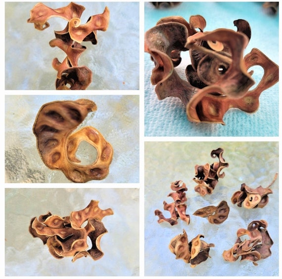 10 Curly Seed Pods/Twisted/Natural Materials/Unique Shape/Texture/Rustic Wedding/Bridal Centerpiece/Acacia/Dried Floral/DIY Art Craft Supply
