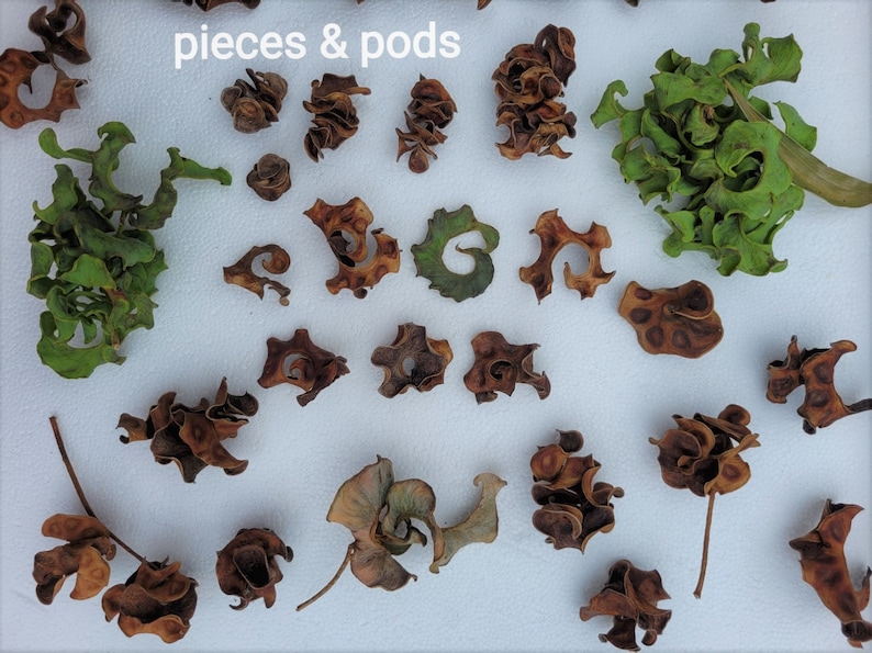 Pu&ograve; includere: Una collezione di baccelli di semi marroni secchi e foglie verdi disposti su una superficie bianca. Il testo "pieces & pods" &egrave; scritto in nero nella parte superiore dell'immagine.