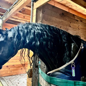May include: A black horse with a long, flowing mane stands in a wooden stall. The horse is wearing a blue blanket and a purple tag that says "Dando".