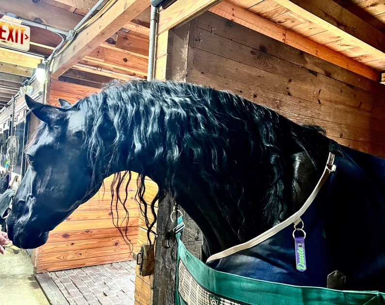 May include: A black horse with a long, flowing mane stands in a wooden stall. The horse is wearing a blue blanket and a purple tag that says "Dando".
