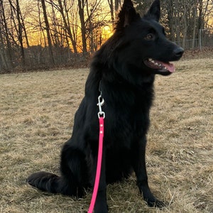 May include: A black dog with long fur sits in a grassy field, wearing a pink leash. The dog is facing right, with its mouth slightly open. The background features bare trees and a sunset.