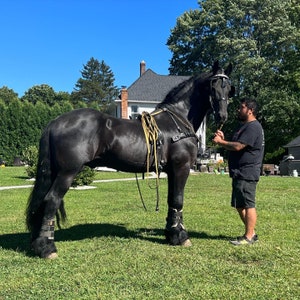 Biothane Driving Lines Horse 1/2 or 5/8 image 3