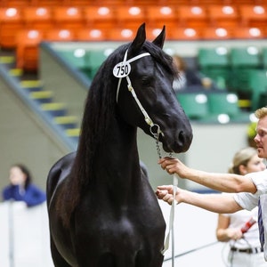 Op de afbeelding: Een zwart paard met een wit halster en een nummerlabel met nummer 750. Het paard wordt geleid door een persoon.