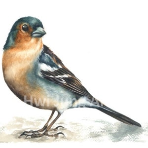 Chaffinch Watercolor Painting