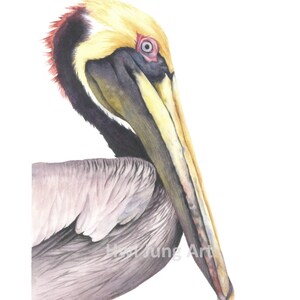 Pelican Watercolor Painting