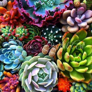 Beautiful Colorful Succulent 20oz Skinny Tumbler Wrap