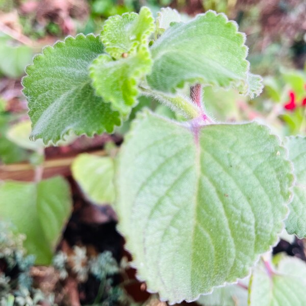 Cuban Oregano, Puerto Rican Oregano, Tropical Oregano, Kitchen Plant, Edible Plant, Tropical Plants, Tropical Herbs, Mother's Day Gift