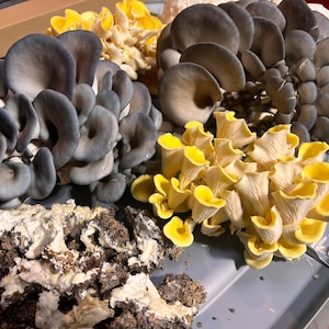 Exotic Gourmet & Medicinal Dried Mushroom's - 100% fructifications issues de l'agriculture biologique - LIVRAISON GRATUITE