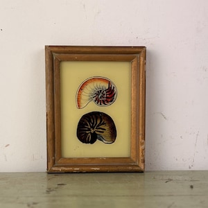 May include: A framed print displaying two nautilus shell illustrations. The top shell is orange and red, the bottom is dark brown. The artwork is set against a yellow background within a wooden frame, giving a vintage feel.
