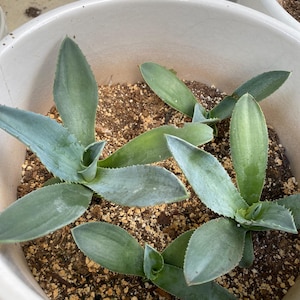 Live Blue Agave Plant Agave Americana Plant Century Plant, Agave Succulent Plant, Agave Plant, 3-4” tall