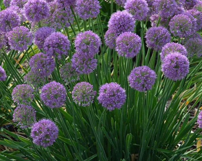 100 Purple Allium Flower Seeds Purple Globe Flower Seeds Easy Growing Perrenial Seeds Etsy