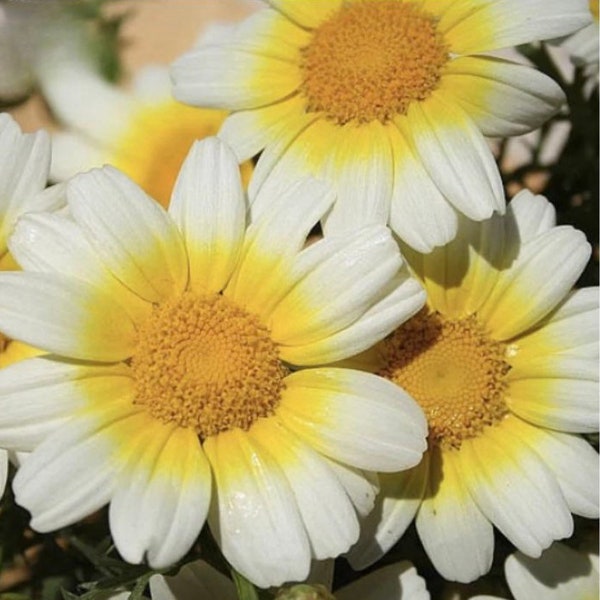 150 Garland Yellow and White Daisy Seeds