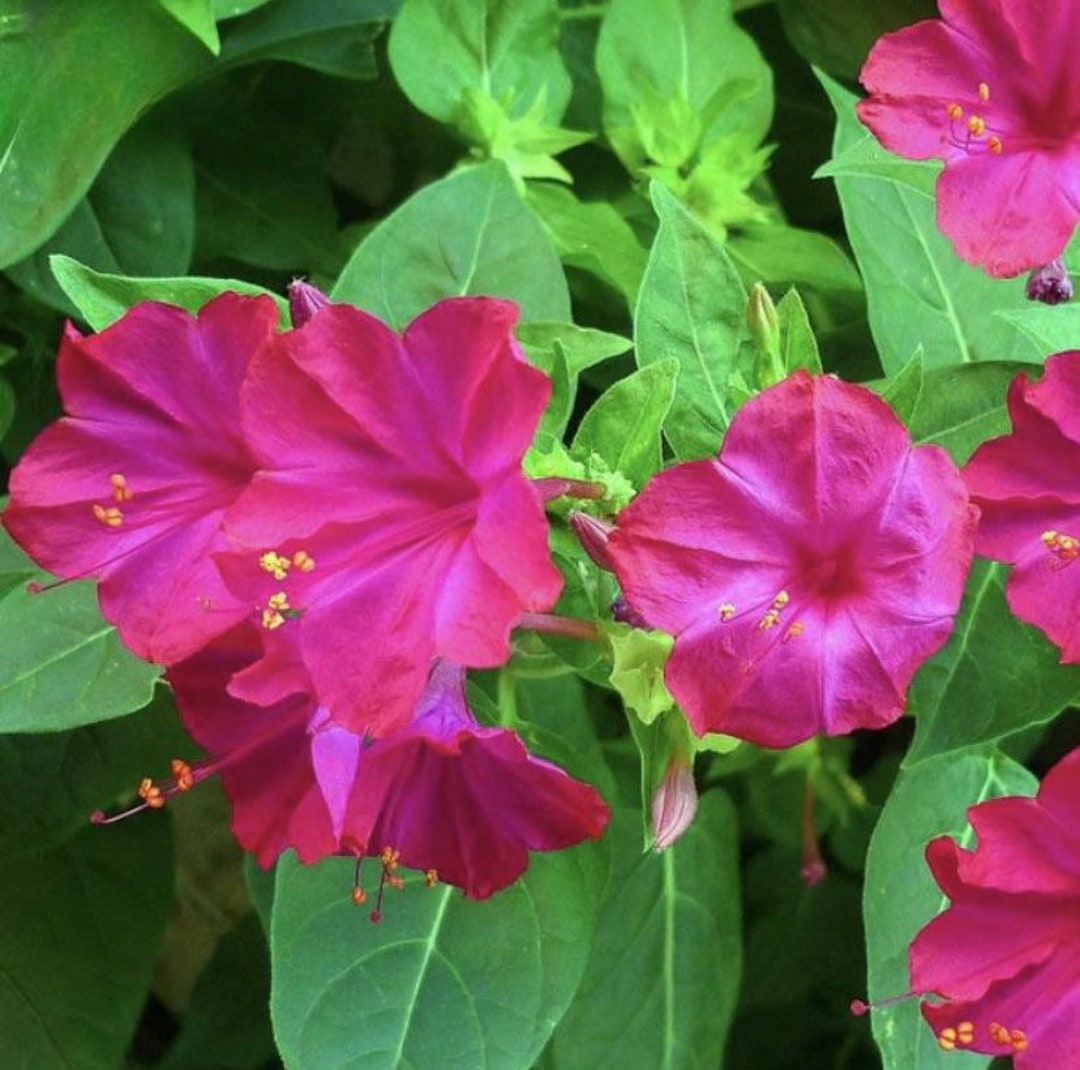 50 Pink Four O Clock Flower Seeds Etsy