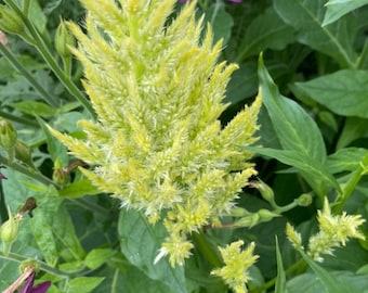 200 Soft Yellow Celosia Seeds Easy Growing Filler Flower Seeds Yellow Flower Seeds Flower Arrangement Flower Gift Idea Mother’s Day Summer