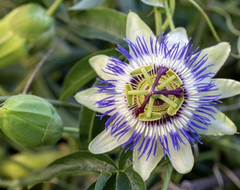 50 Passion Flower/ Passiflora Caerulea Seeds