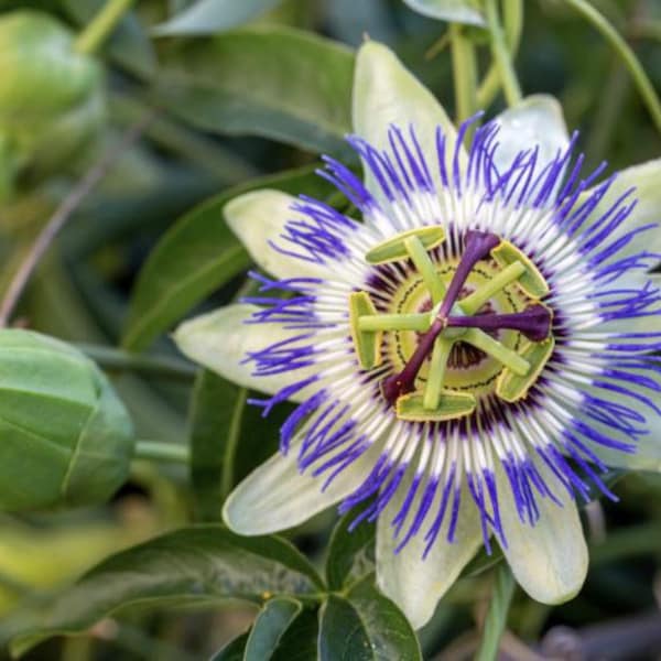 Passion Flower Seeds Etsy