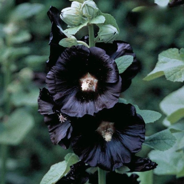 150 Black Nigra Hollyhock Seeds Easy To Grow Perrenials Autumn Late Summer Bloom Gift for Her Gardening Gardener Mother’s Day Gift Idea