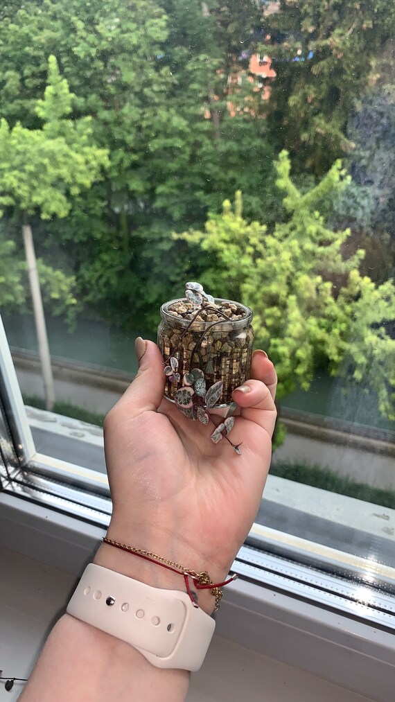 Ceropegia Woodii Variegata / Chaîne panachée de cœurs Etsy France