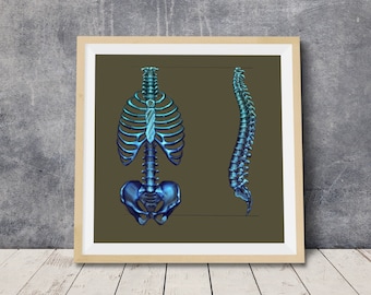 Vertebral Column Art Print: Spine Anatomy, Chiropractic Office Decor