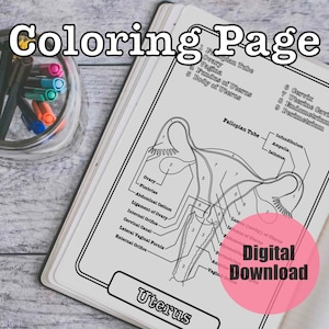 Uterus Anatomy Coloring Page, Female Reproductive Worksheet  Study Guide DIGITAL DOWNLOAD