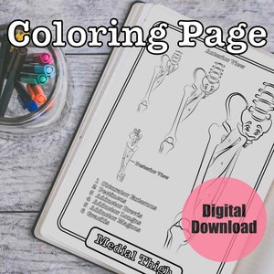 Thigh Anatomy Adult Kid Coloring Page Sheet Med Student Study Guide Printable Instant Download
