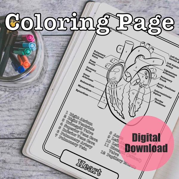 Heart Anatomy Coloring Page, Cardiology Worksheet, Organ Study Guide DIGITAL DOWNLOAD