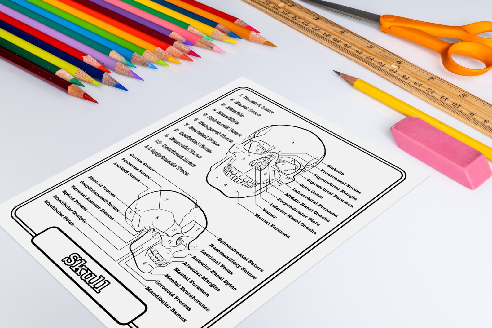 5 Bone Anatomy Coloring Pages, Printable Skeletal System Worksheets