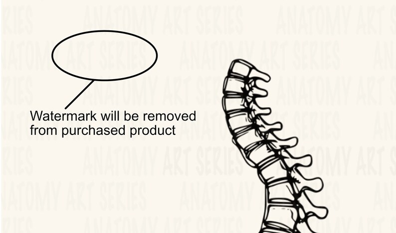 10 Human Skeleton Line Art Prints Minimalist Anatomy Art Print Medical ...