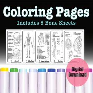 5 Bone Anatomy Coloring Pages,  Printable Skeletal System Worksheets, Study Guide Digital Download