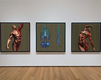 May include: Three framed anatomical illustrations of the human body. The first shows a male figure with visible muscles. The second shows a blue skeletal rib cage and spine. The third shows a female figure with visible muscles.