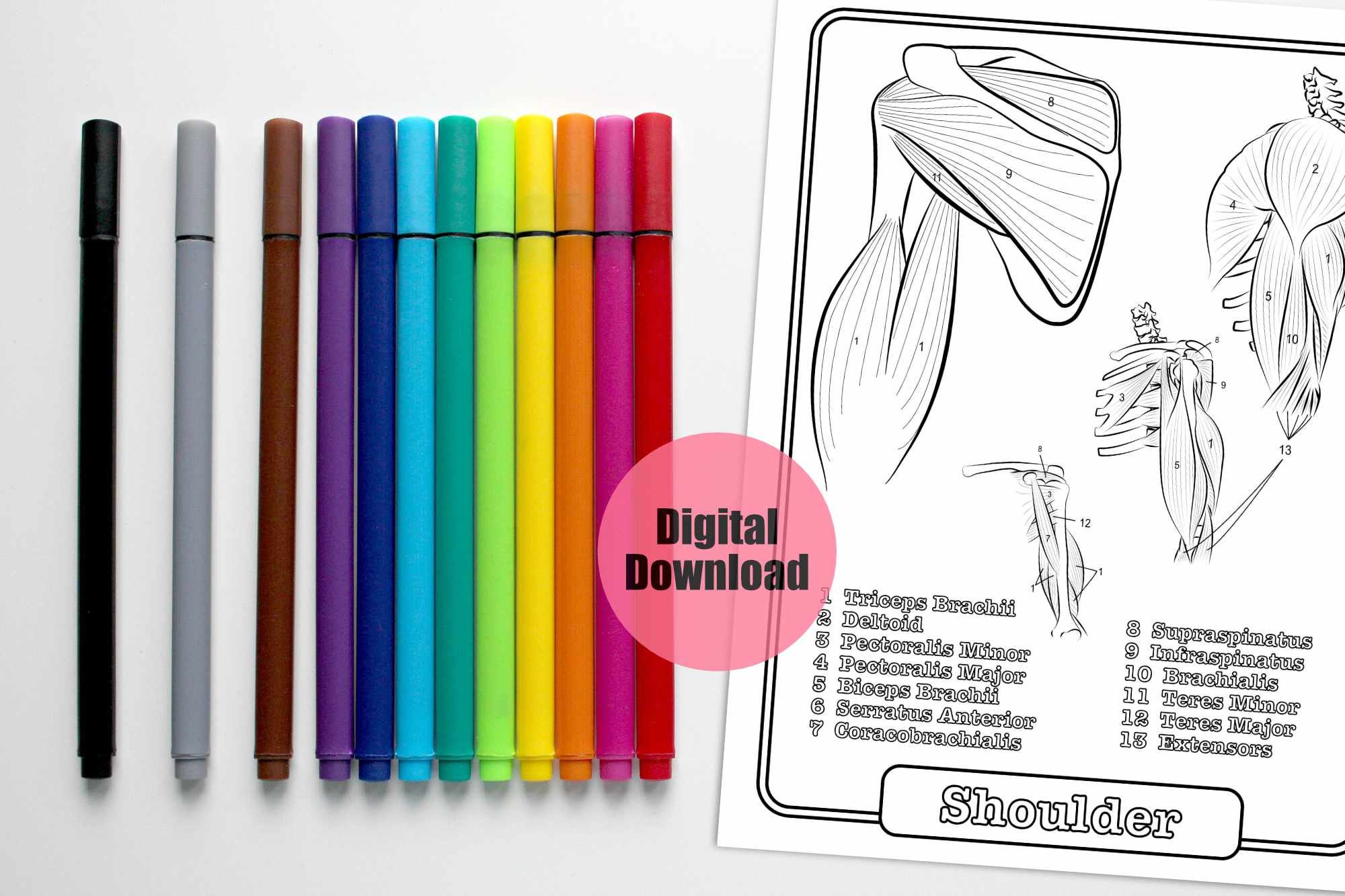 10 Anatomy Coloring Book Pages, Printable Body Worksheets, Human Study ...